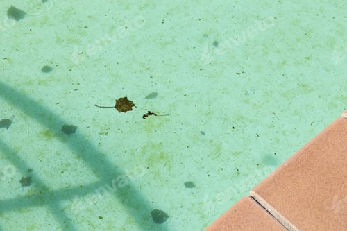 Preview: Dirty swimming pool background