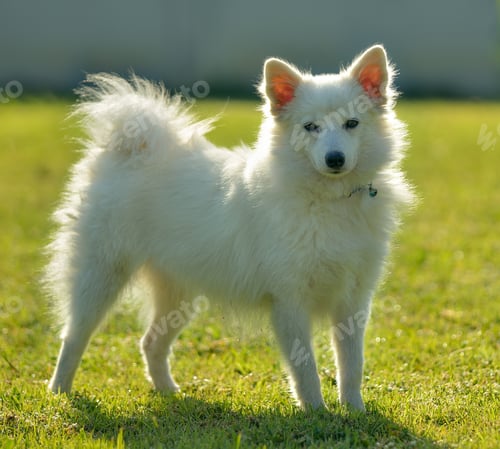 Preview: Spitz dog in the greensward