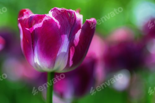 Preview: Purple Tulip