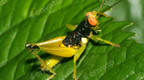Preview: Tropical Grasshopper, Amazonia