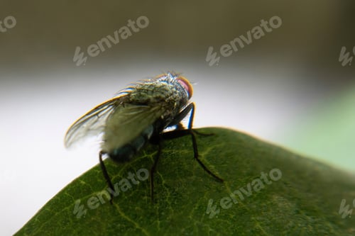 Preview: House fly on green leaf