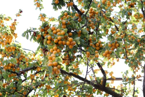Preview: ripe yellow plums on the branches of the tree