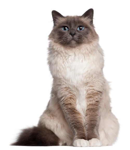 Preview: Birman cat, 2 and a half years old, sitting in front of white background