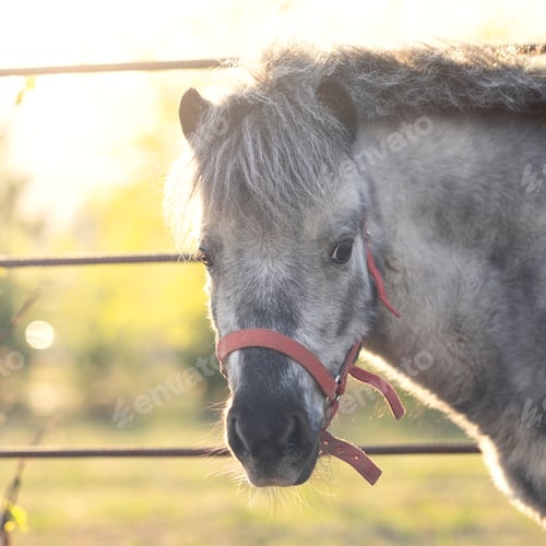 Preview: The head of a pony looking at the camera. Photo at dawn in the levada