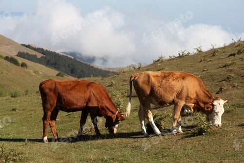 Preview: cows spreading in nature