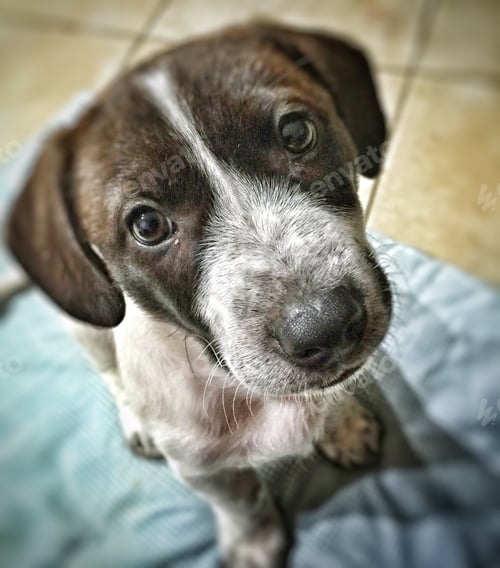 Preview: My little dog Mou