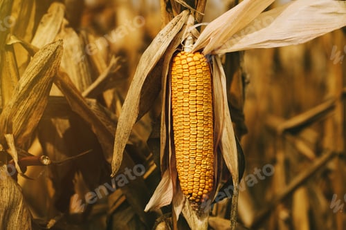 Preview: Ripe corn on the cob