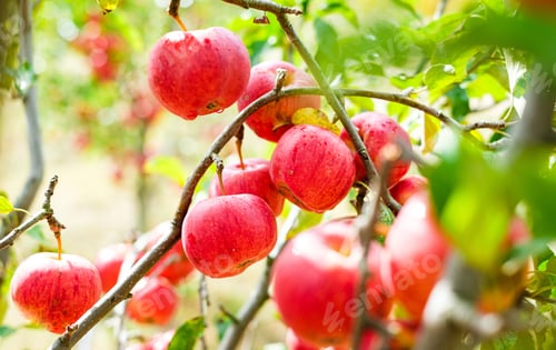 Preview: Red apples on a tree
