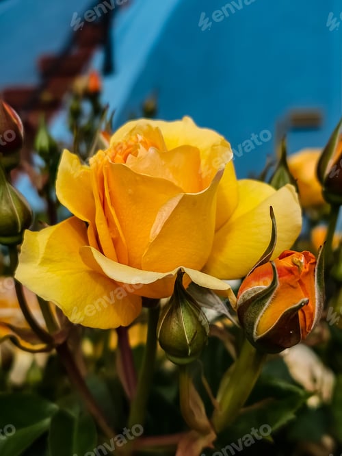 Preview: Vertical closeup of a yellow rose in a bouquet