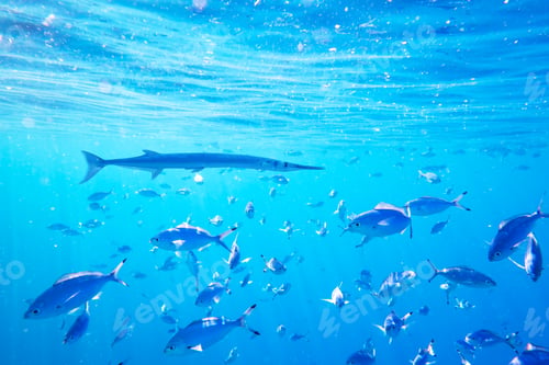 Preview: Needlefish in school of swimming and feeding Caesio suevica fish