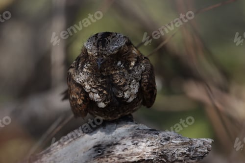 Preview: Closeup shot of a brown fluffy eastern whip-poor-will bird on a rock