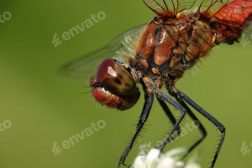 Preview: Ruddy darter (Sympetrum sanguineum)