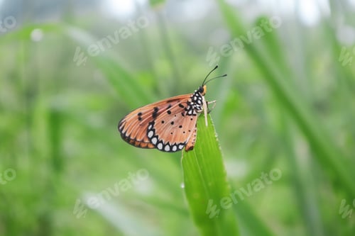 Preview: Acraea terpsicore, nature background photo