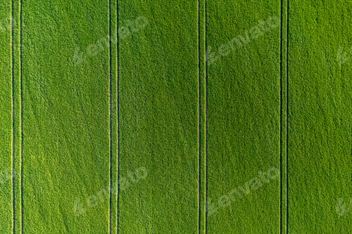 Preview: green agricultural field from above vith stripes