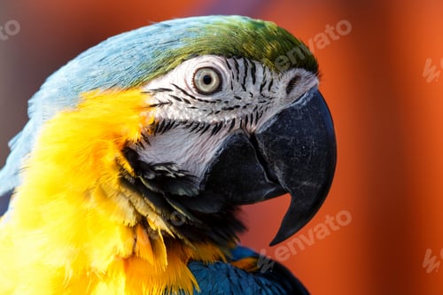 Preview: Blue and Yellow Macaw (Ara ararauna)