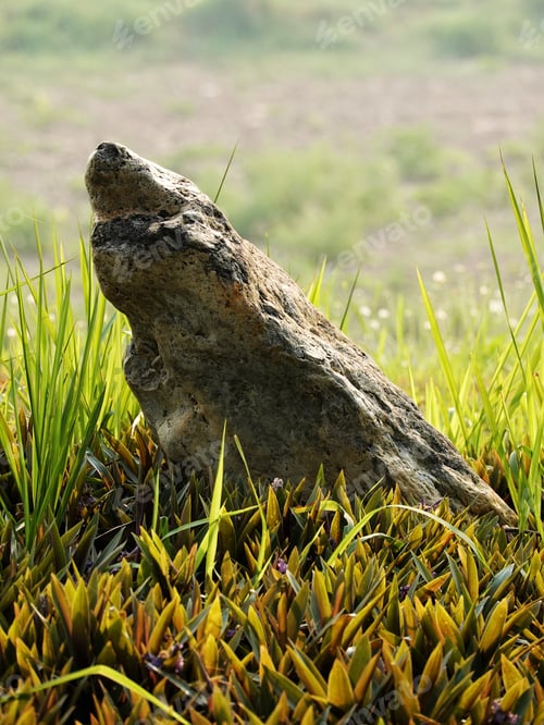 Preview: large rock next to green plants in the grass on a sunny day