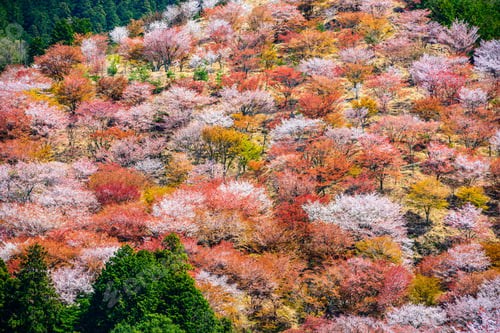 Preview: Yoshinoyama, Nara, Japan Spring Landscape