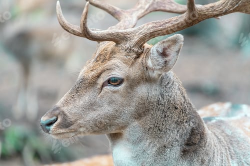 Preview: Close up shot of a face of an adult male deer with huge antlers and beautiful eyes