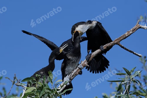 Preview: White-breasted cormorant (Phalacrocorax lucidus)