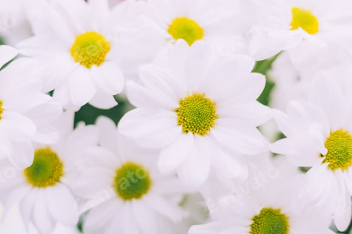 Preview: Spring flowers chrysanthemum for background