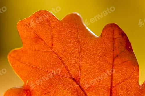Preview: Autumn leaves