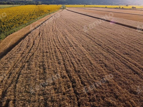 Preview: Drone aerial shot of agricultural field with Sunflowers and ripe Wheat