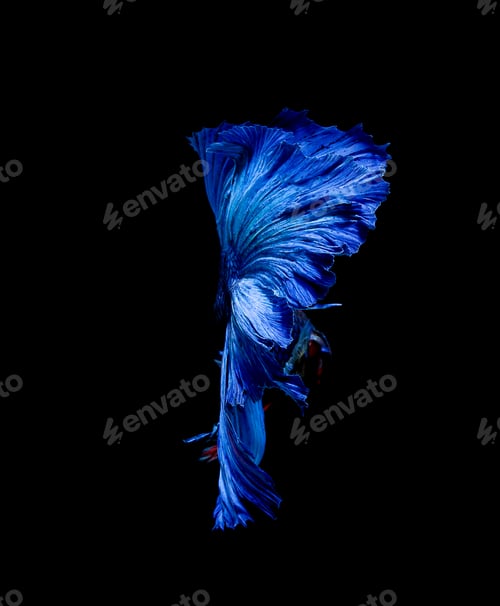 Preview: Betta fish, siamese fighting fish, betta splendens isolated on black background