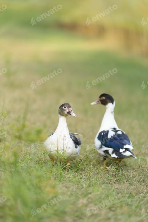 Preview: Two Ducks in a grassy field