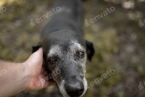 Preview: Human hand touching an old friendly dog. Close up.