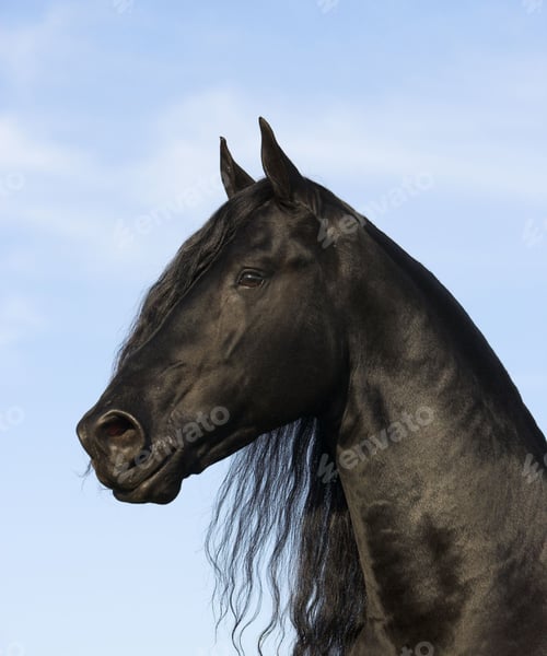 Preview: horse, mare, wilderness, stallion