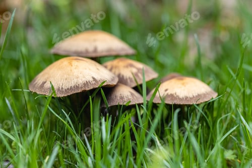 Preview: wild mushrooms on park lawn
