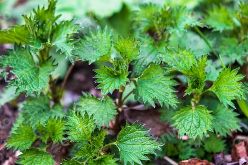 Preview: Close-up of a young growth of nettle