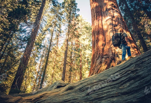 Preview: Sequoia Forest Exploring