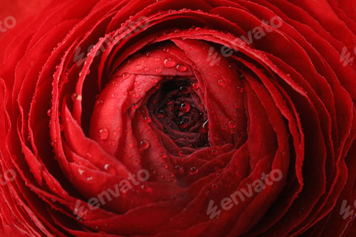 Preview: Beautiful spring ranunculus flower as background, closeup