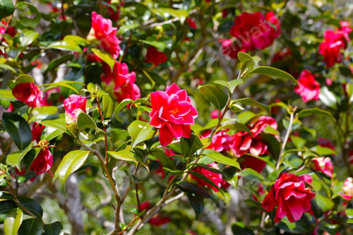 Preview: Beautiful camellia flower on tree. The Expo 70 Commemorative Park, Osaka, Japan