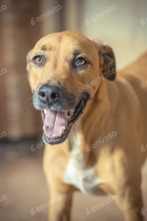 Preview: house dogs chocolate