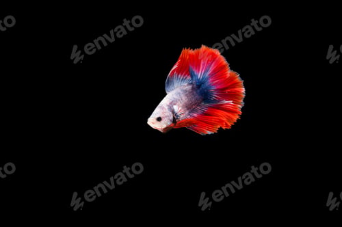 Preview: Beautiful colorful of siamese betta fish