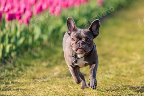 Preview: French bulldog dog running through a field of tulips