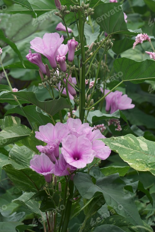 Preview: Pink Morning Glory (Ipomoea Carnea). Called Bush Morning Glory Also