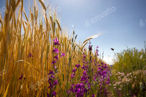 Preview: Wheat Field