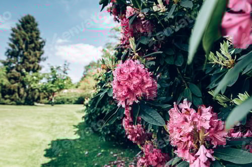 Preview: Pink Flowers in a Green Grassy Garden
