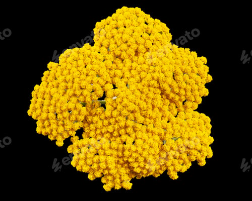 Preview: Yellow flowers of yarrow, lat. Achillea millefolium, isolated on black background