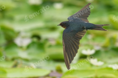 Preview: Swallow soars through the air above a tranquil body of water in a beautiful and serene setting