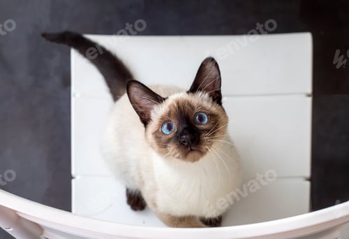 Preview: Cute kitten siamese cat indoor
