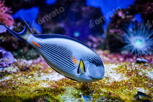 Preview: Sohal Surgeonfish underwater