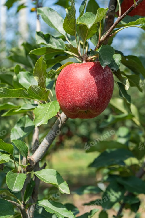 Preview: Ripe red apples in the garden