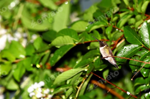 Preview: Male Ruby Throated Hummingbird - Photograph Of A Mature Male Ruby Throated Hummingbird Perched On A
