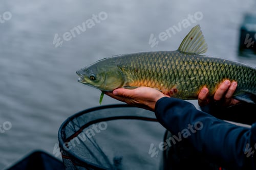 Preview: close up professional fisherman holding a carp fish on the bank of river fishing in reservoirs