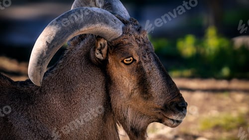 Preview: Majestic ram with an impressive set of horns against a blurry background