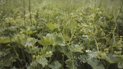 Preview: Close up of green grass in the field with small drops of water on soft petals. Stock footage. Summer